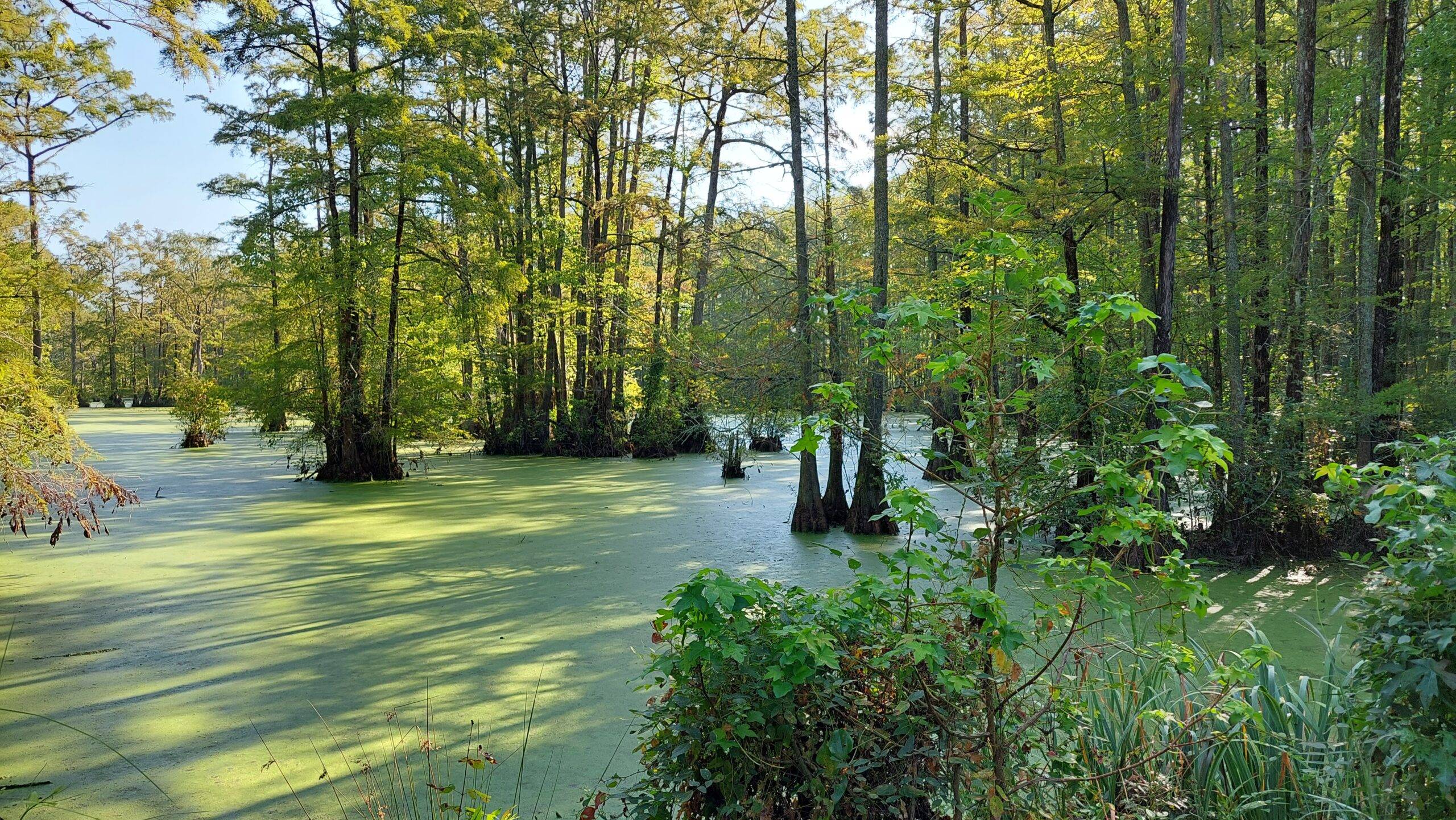 Merchants Millpond State Park - The Salt and Light Journeys